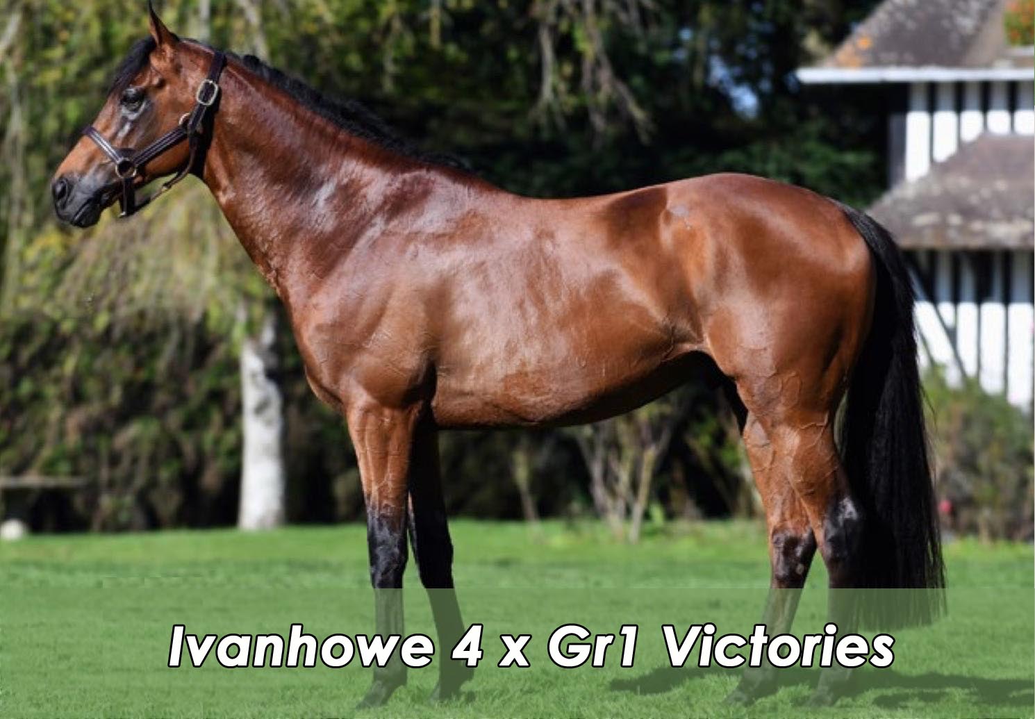 Ivanhowe 4 x Gr1 Victories