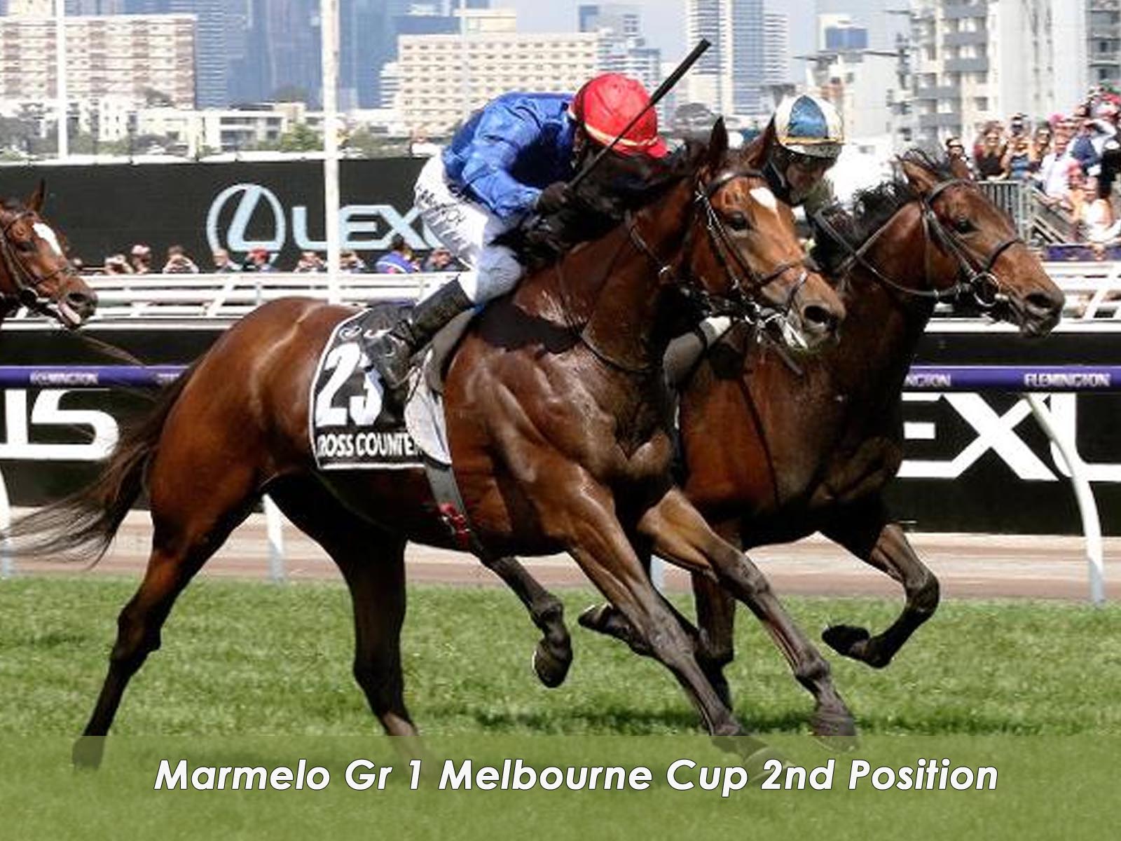 Marmelo Gr 1 Melbourne Cup 2nd Position